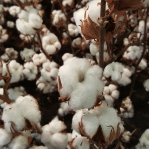 coton-tissu-matiere-sur-mesure