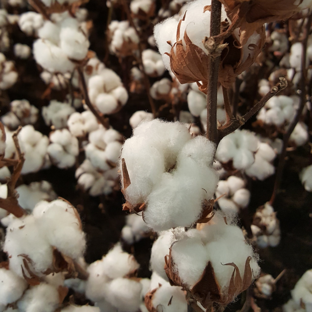 coton-tissu-matiere-sur-mesure